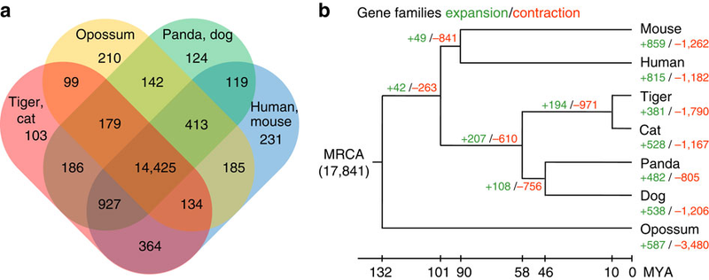 Illustration for article titled Scientists have finally sequenced the tiger genome!